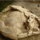 One of the two infants, designated burial 370, was around 18 months old at the time of death.